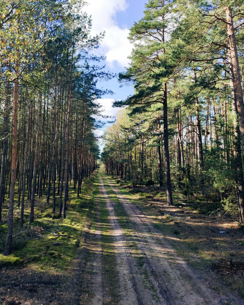 Fotografia przedstawia drogę leśną.