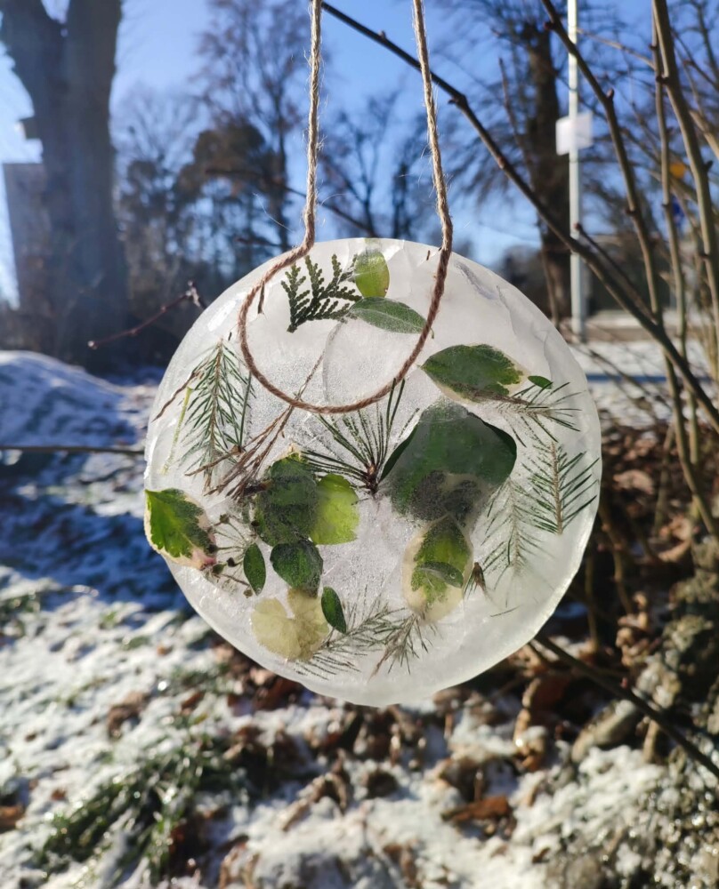 Fotografia przedstawia zielone listki zamrożone w lodowym kręgu, zawieszonym na gałązce.