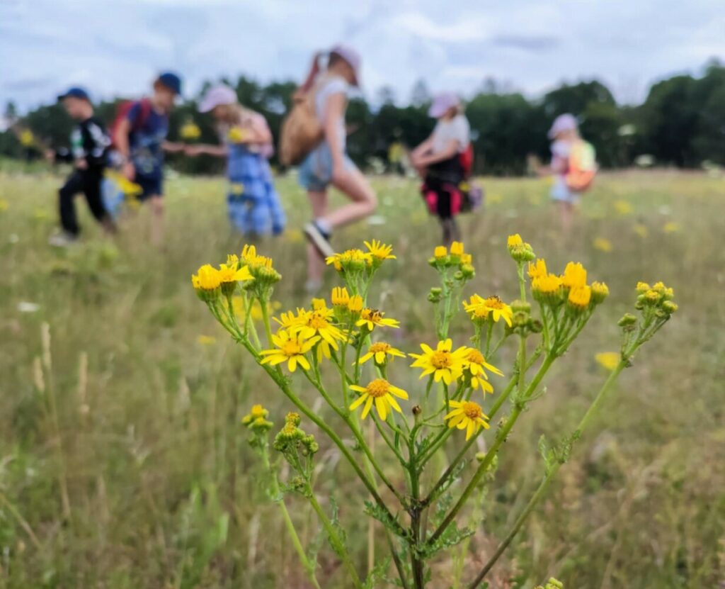 Fotografia przedstawia grupę dzieci zbierających kwiatki na łące.